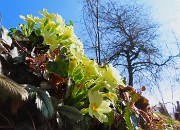 19 Primula vulgaris-Primula comune